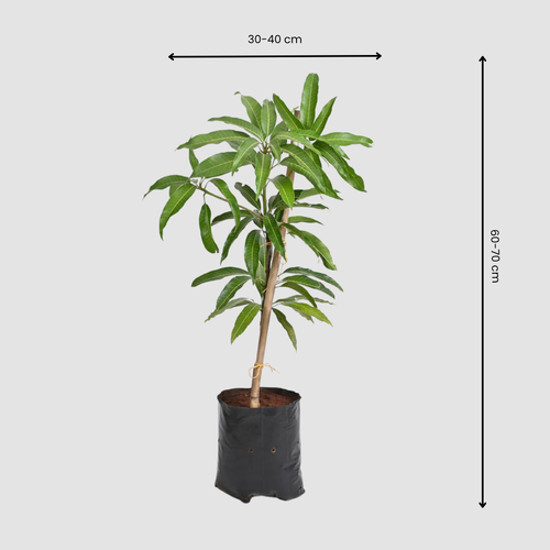 Alphonso Mango Tree Plant – Authentic Hapus for Your Home Garden